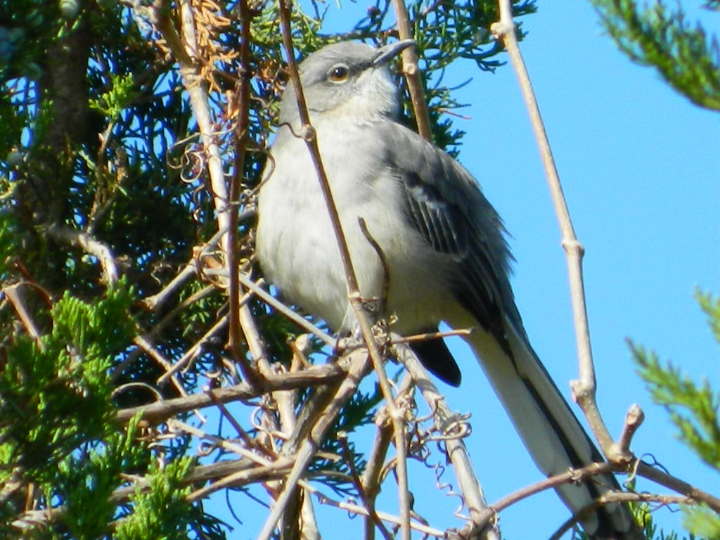 Nikon COOLPIX L310 sample photo. Northern mockingbird photography