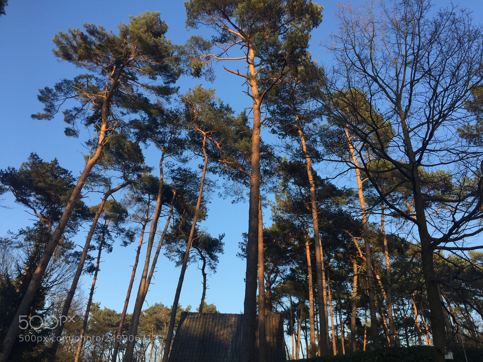 Apple iPhone 6 sample photo. Forest photography