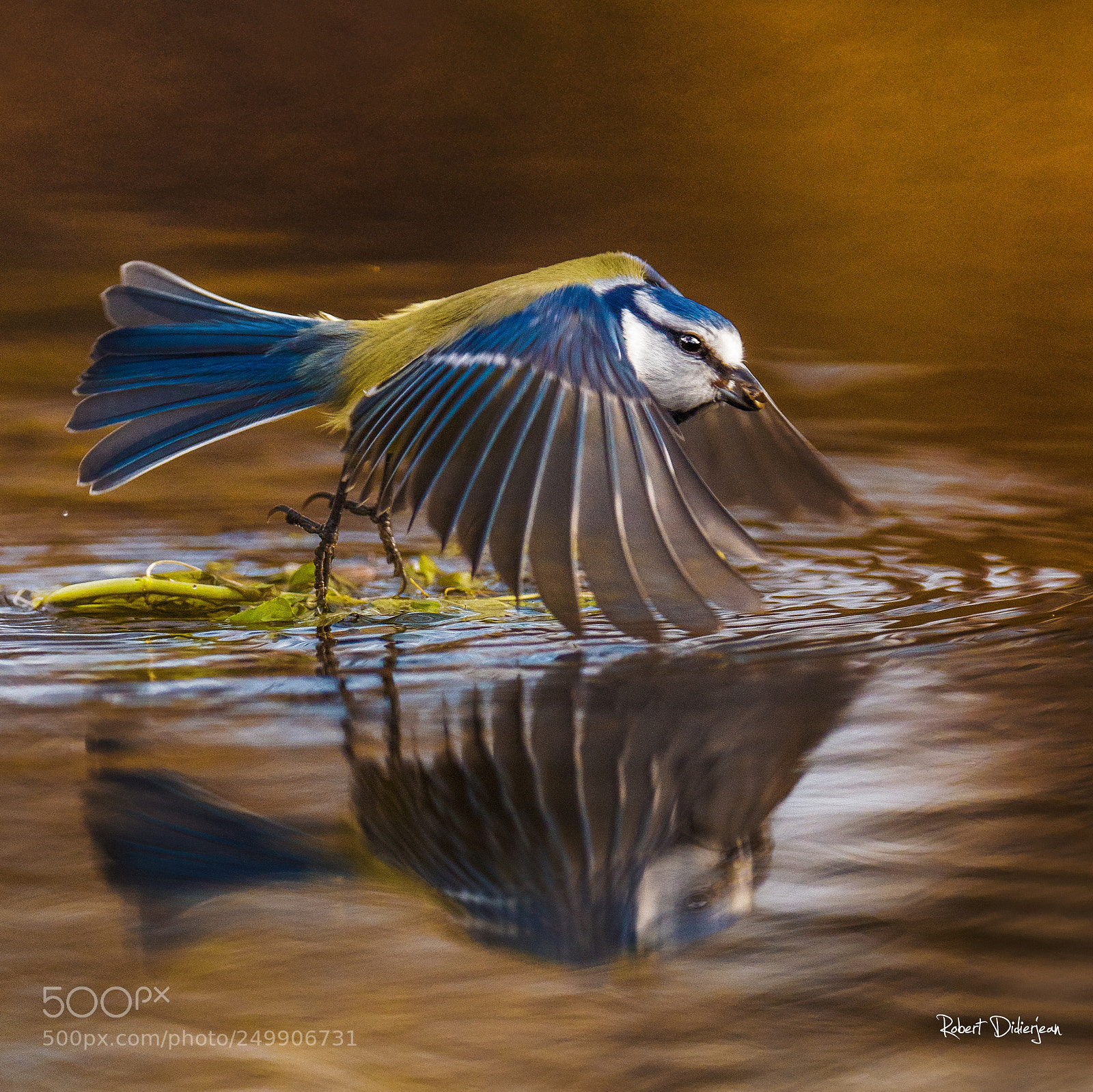 Nikon D810 sample photo. Takeoff in the water photography