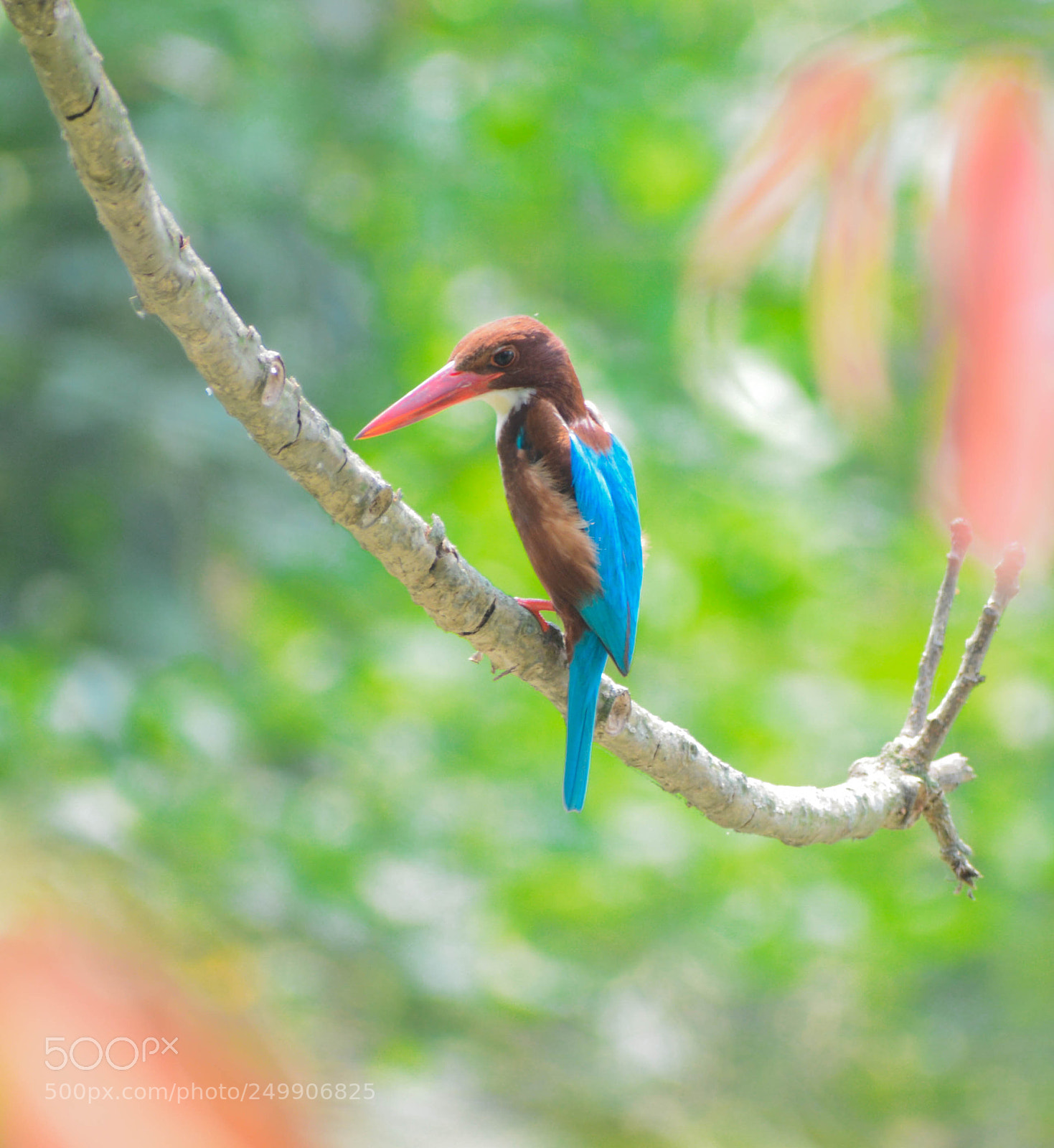 Nikon D7100 sample photo. White-throated kingfisher photography