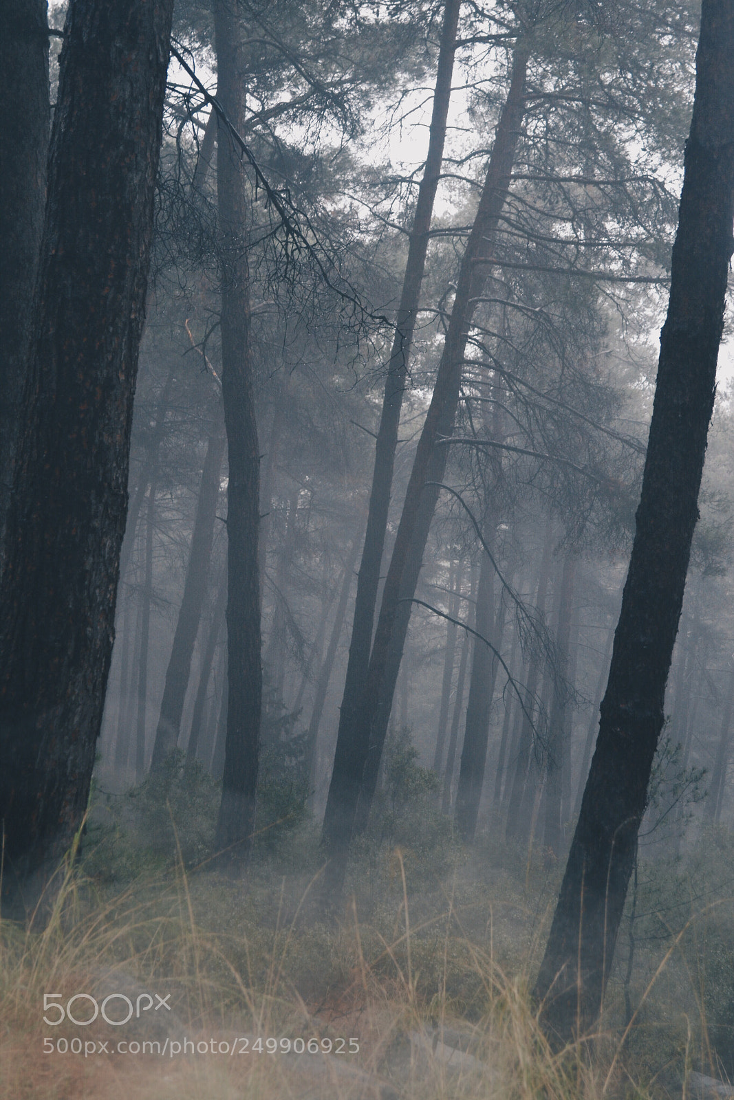 Apple iPhone sample photo. "foggy mood".. photography