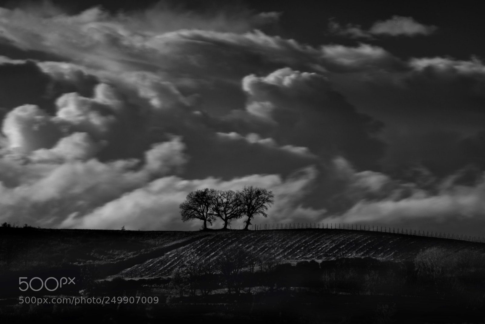 Nikon D610 sample photo. The tree photography