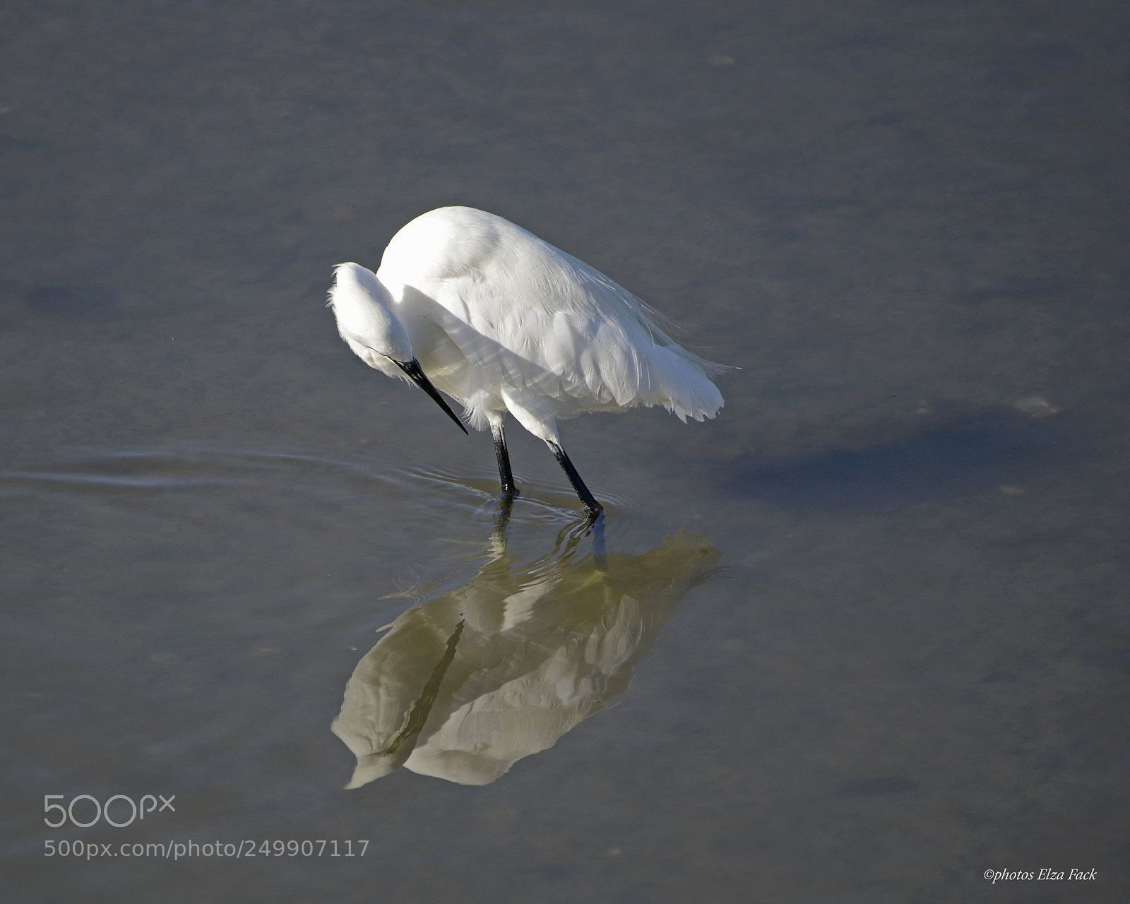 Nikon D800 sample photo. Aigrette garzette photography