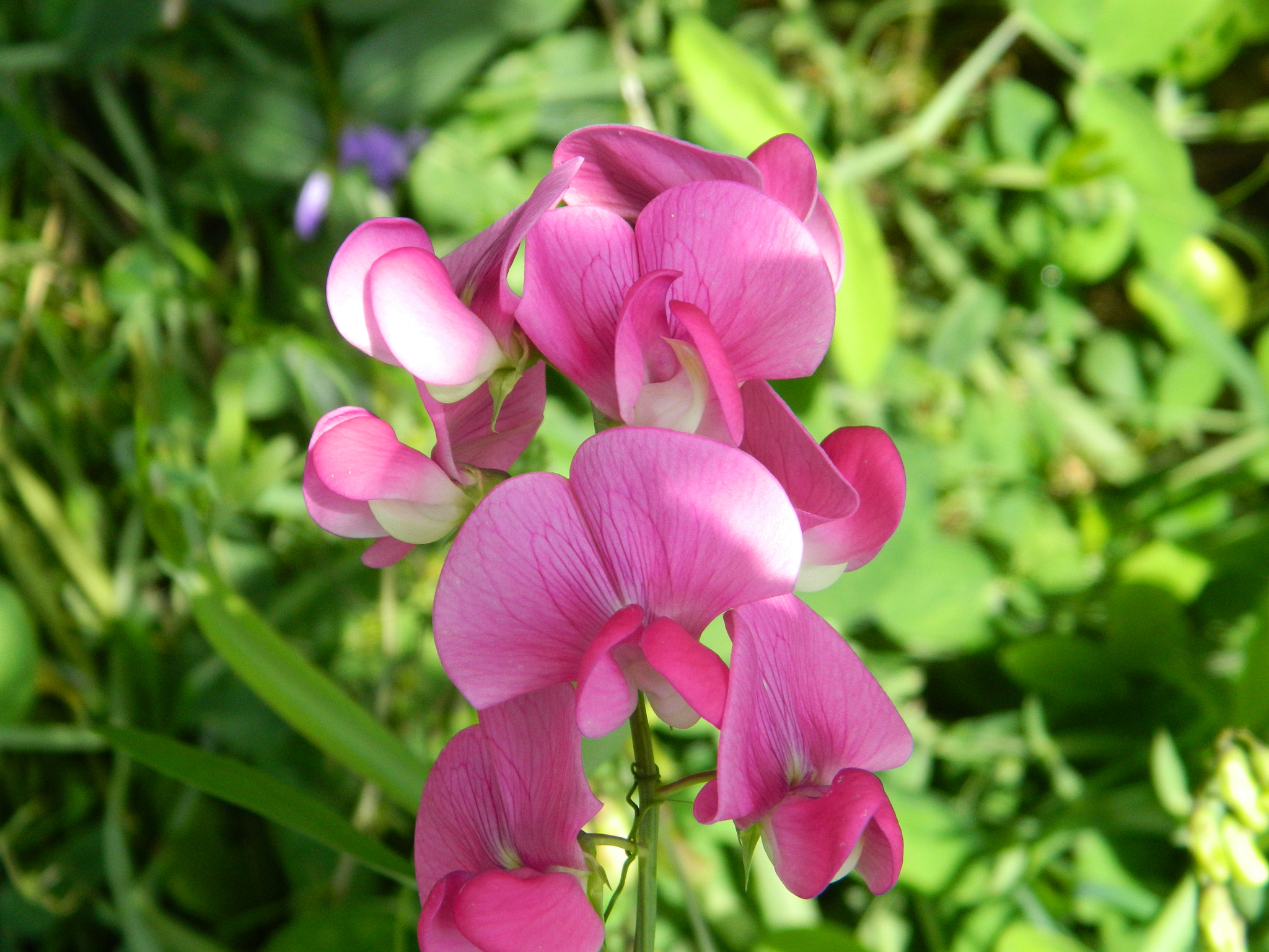 Nikon COOLPIX L310 sample photo. Sweet pea photography