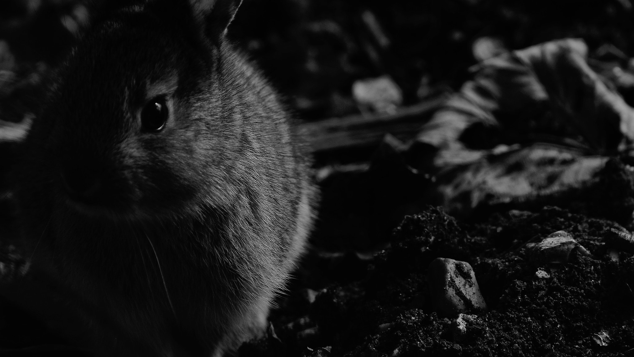 Nikon D5300 sample photo. Rabbit in the graveyard photography
