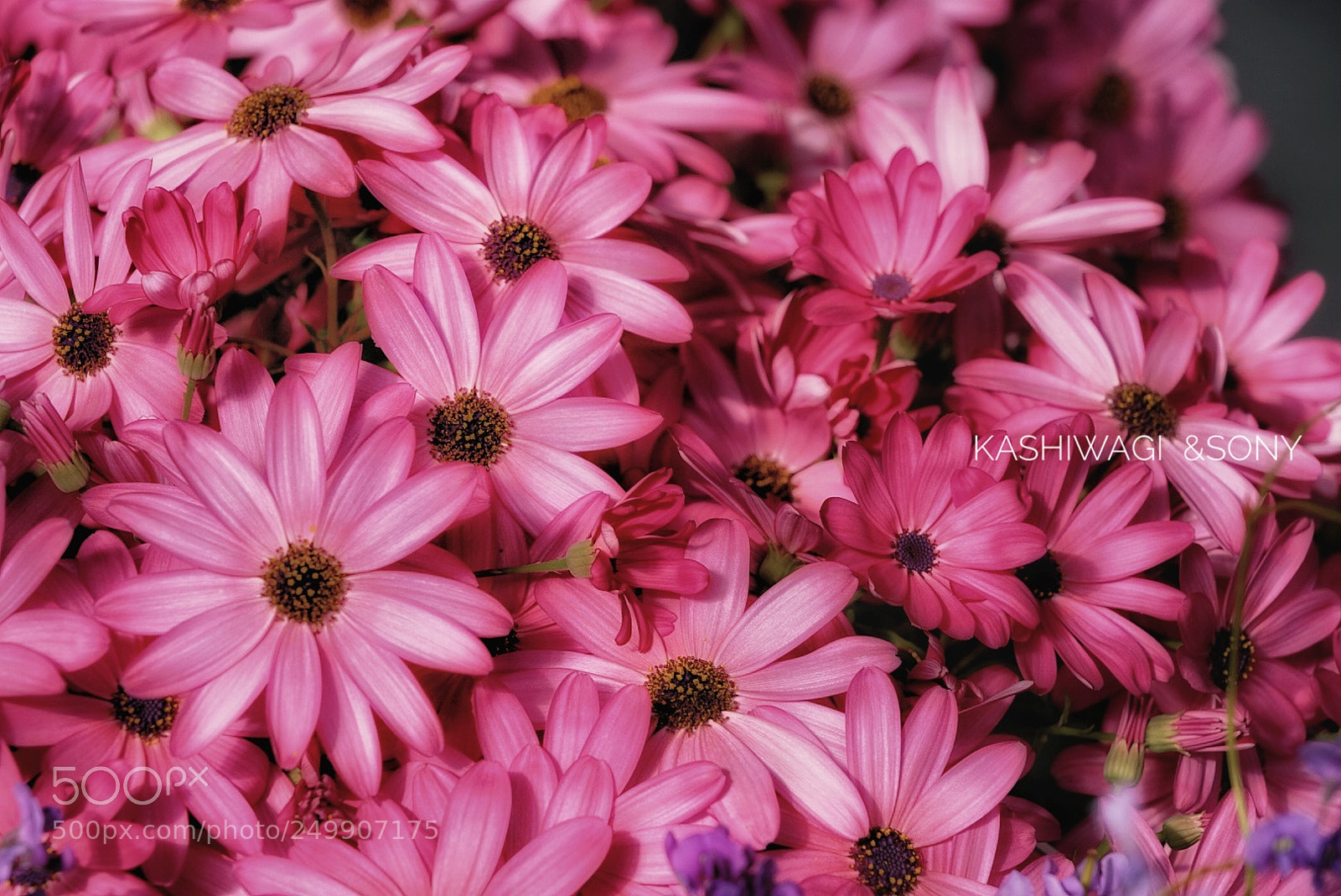 Sony a7 II sample photo. Glossy senecio photography