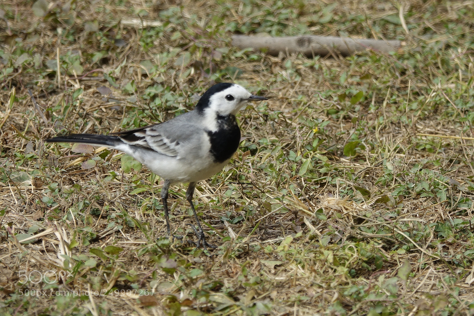 Sony Cyber-shot DSC-RX10 III sample photo. White wagtail photography
