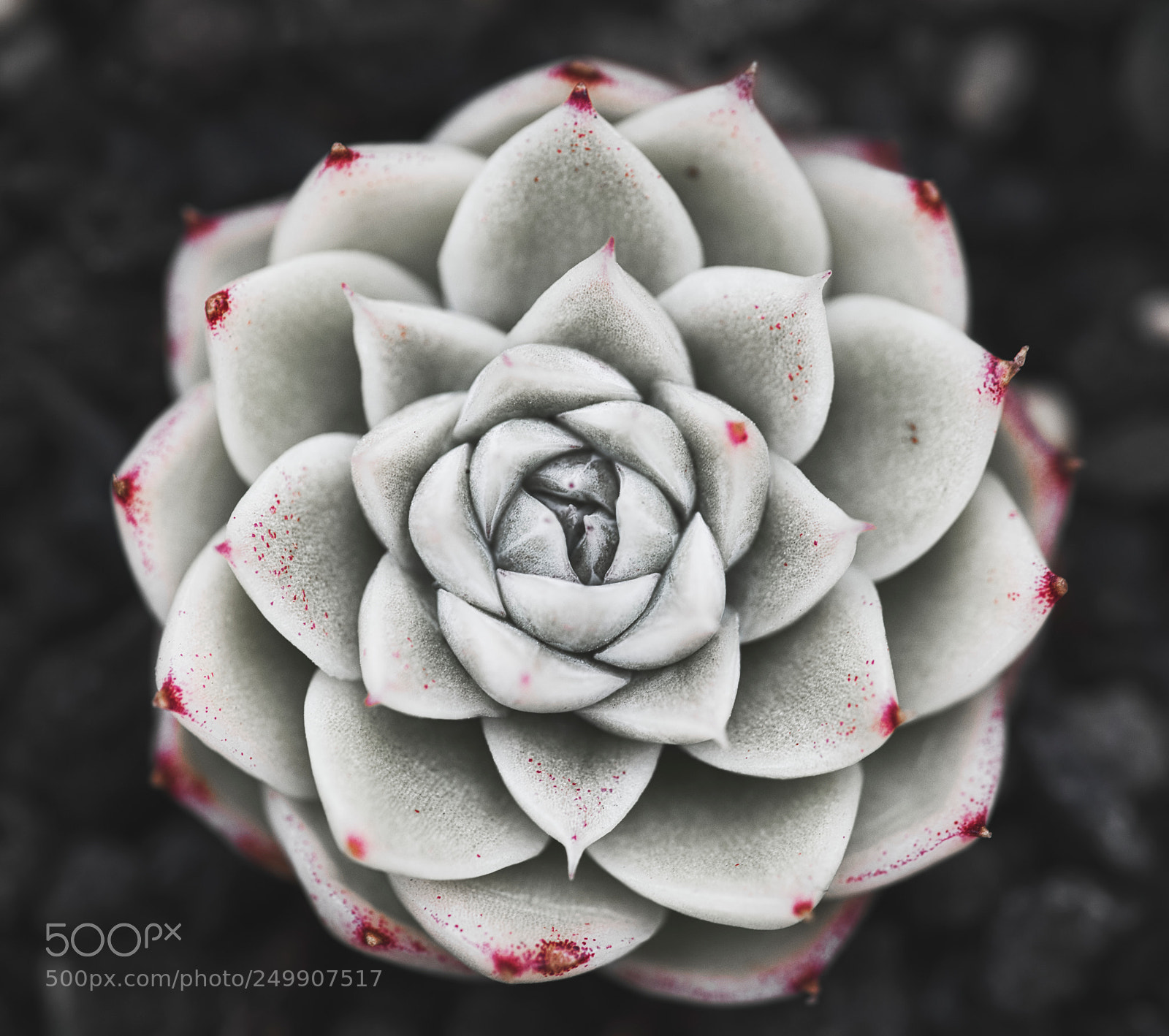 Sony a7R III sample photo. Red trace succulent photography