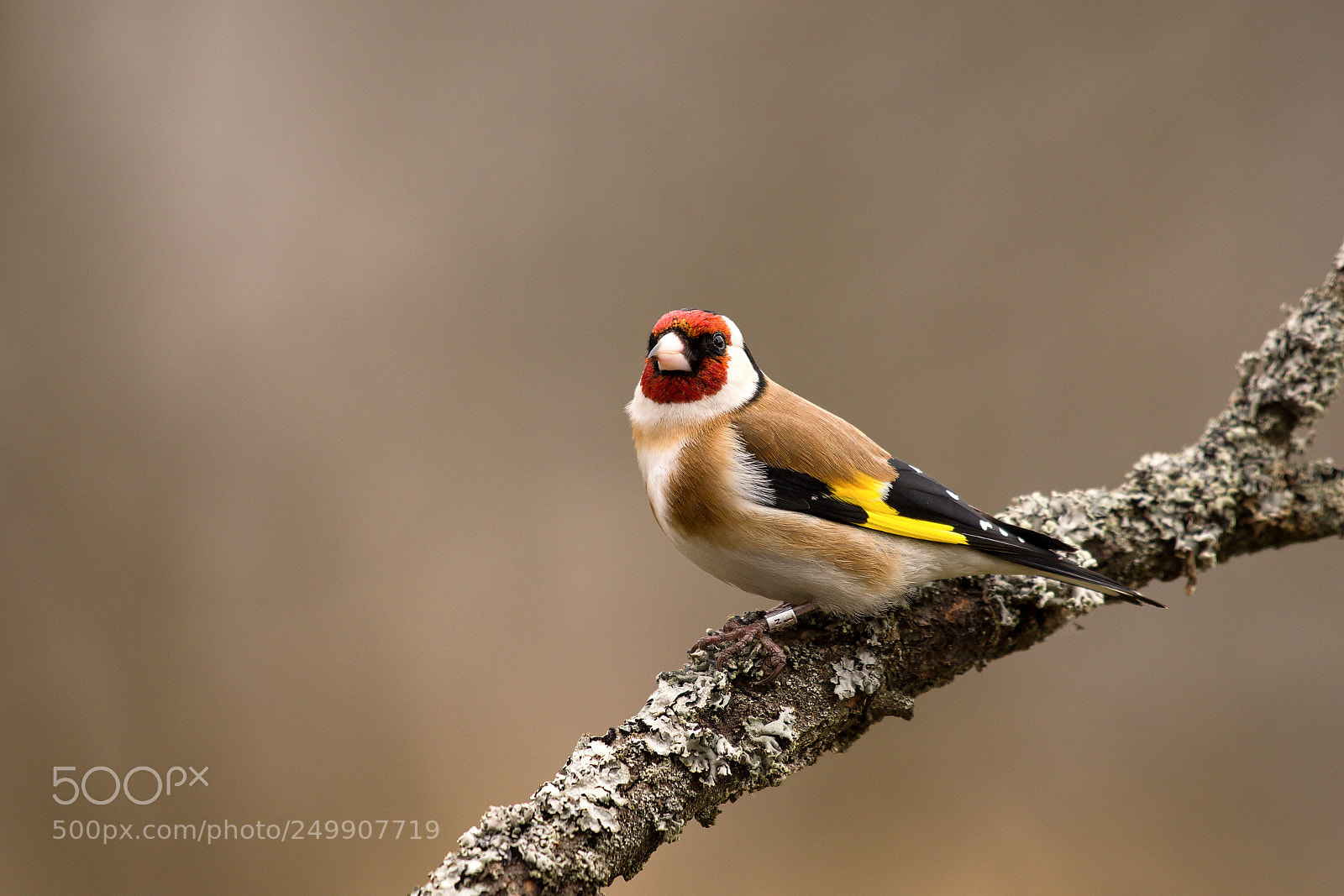 Nikon D500 sample photo. Goldfinch photography