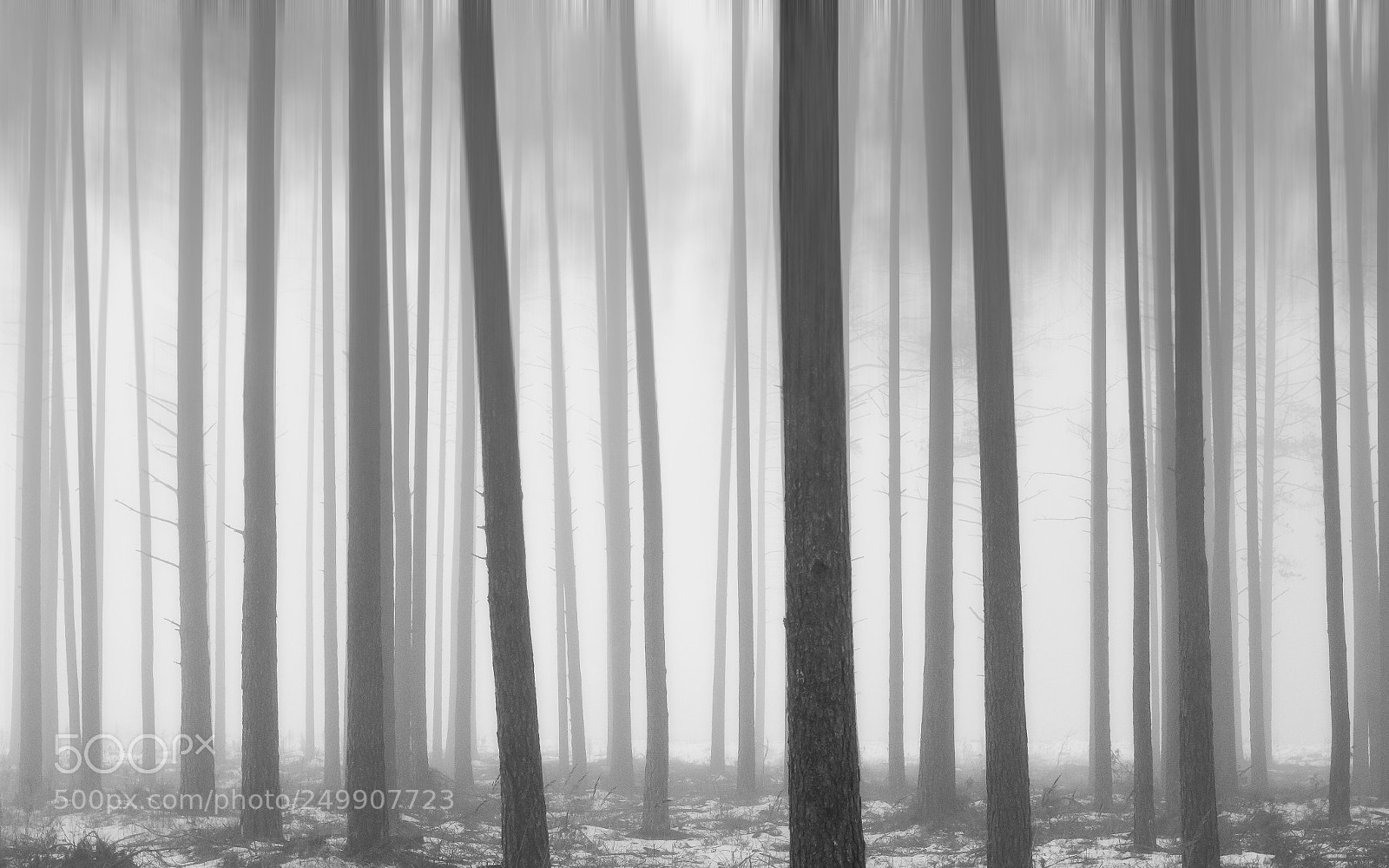 Canon EOS 80D sample photo. Mystery foggy forest photography