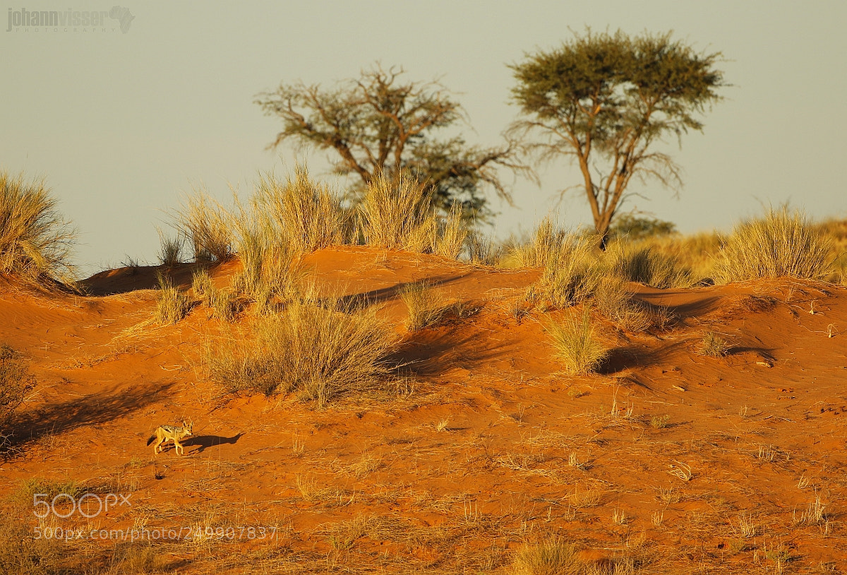 Canon EOS 7D Mark II sample photo. Hunter of the dunes photography