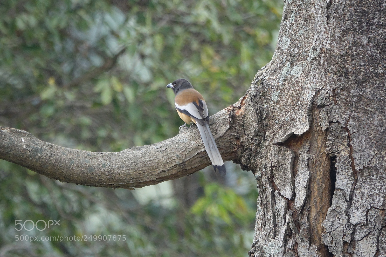 Sony Cyber-shot DSC-RX10 III sample photo. Rufous tree pie photography