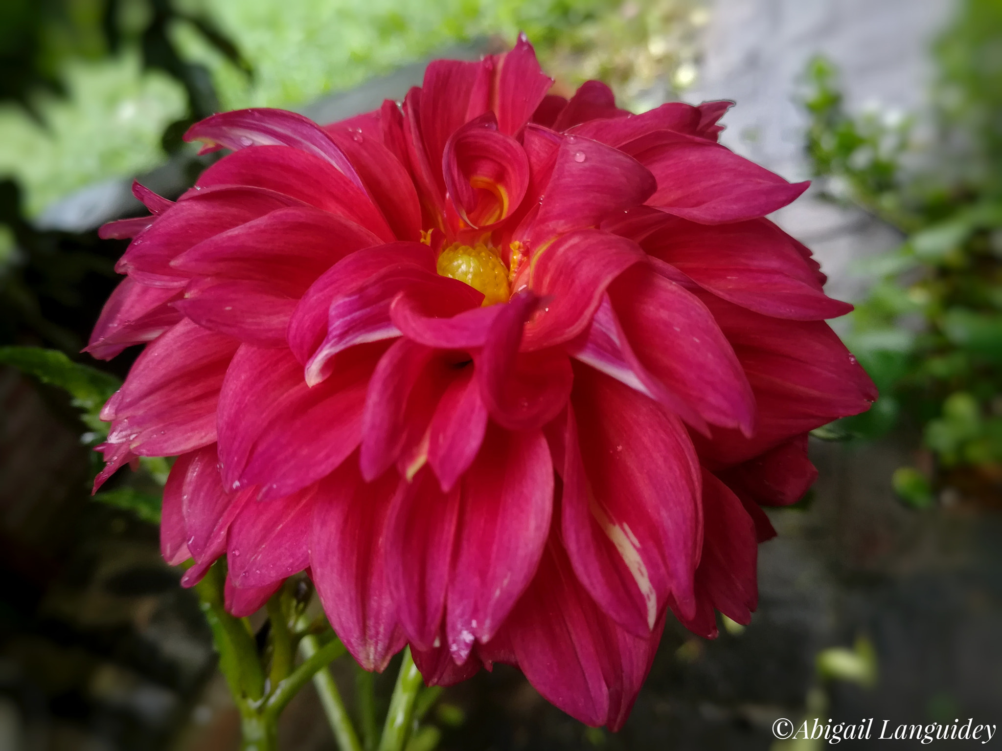HUAWEI MATE 9 LITE sample photo. Dalia photography