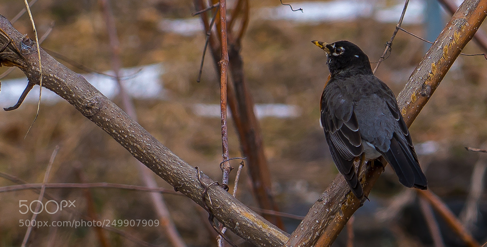 Sony a7R III sample photo. Bird watching in kingston photography