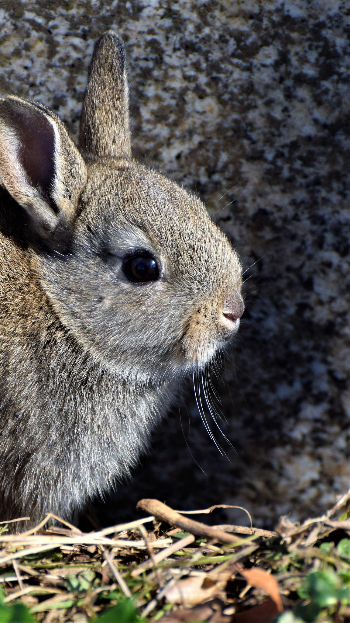 Nikon D5300 sample photo. Rabbit by the gravestone photography
