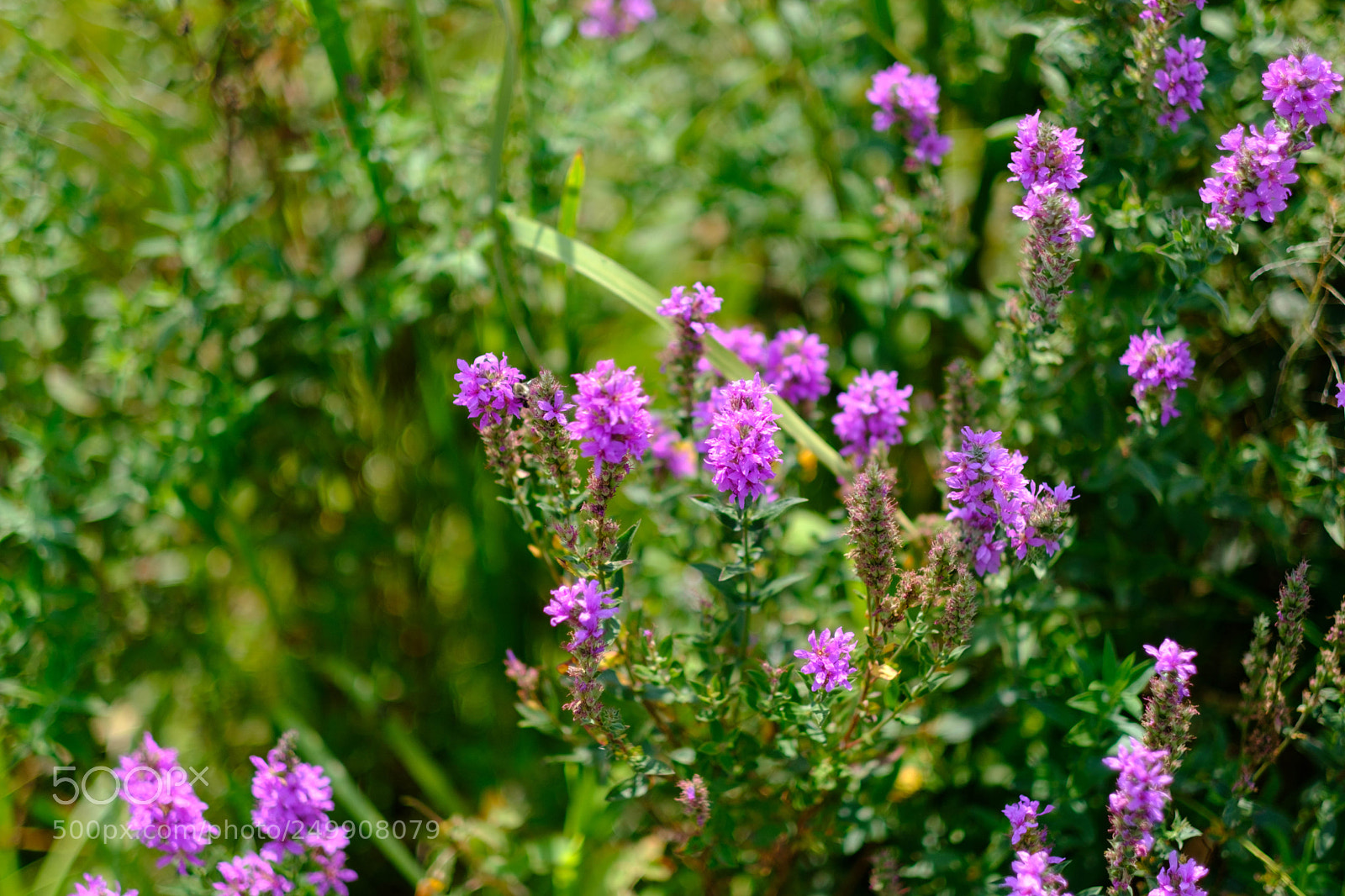 Fujifilm X-Pro2 sample photo. Flowers photography