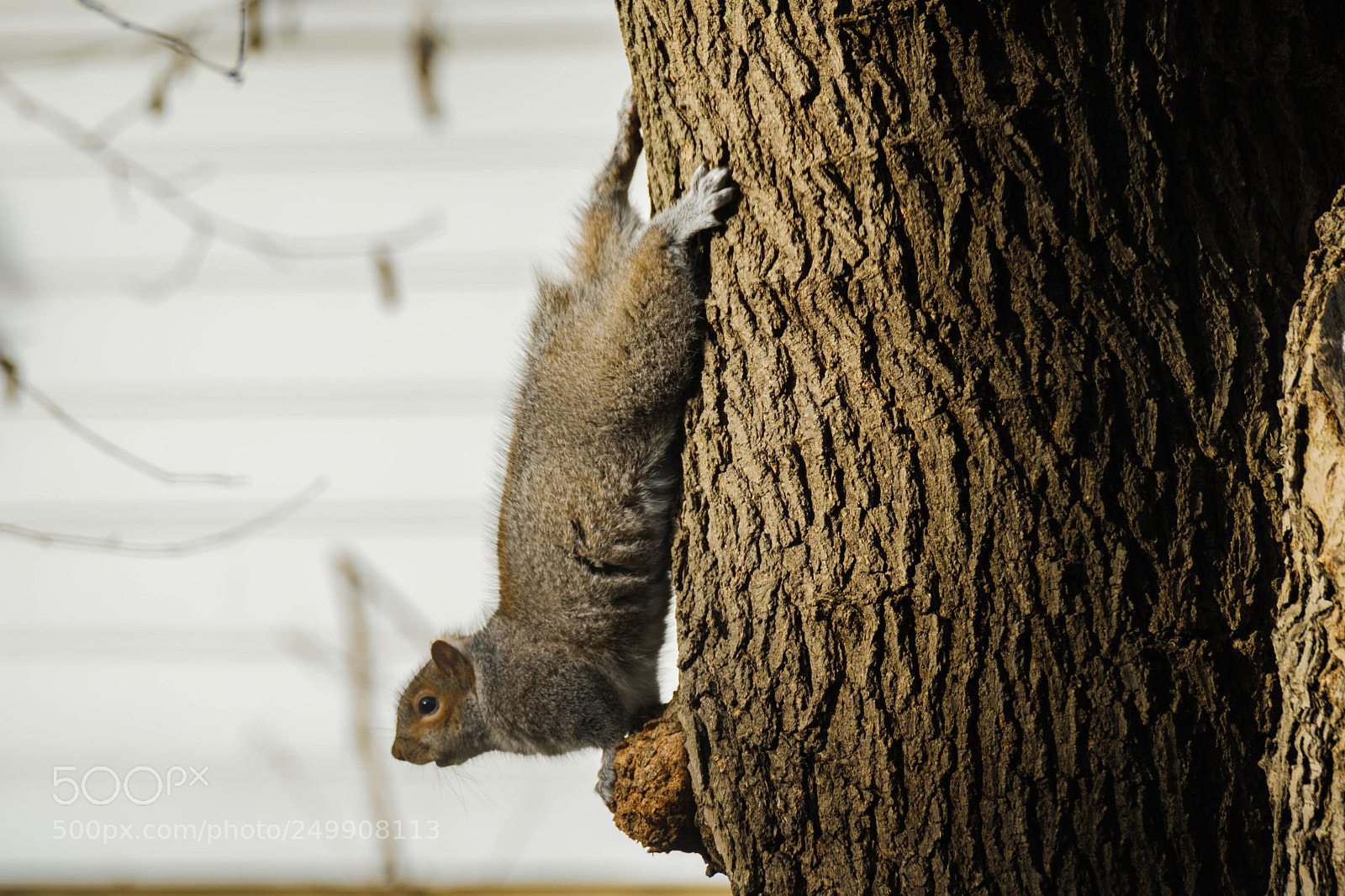 Fujifilm X-Pro2 sample photo. Bunny squirrel photography