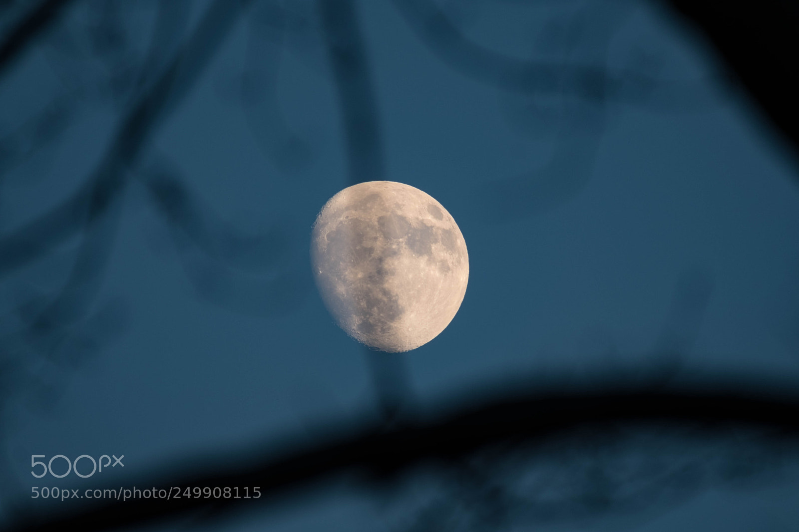 Fujifilm X-Pro2 sample photo. Moon tree photography