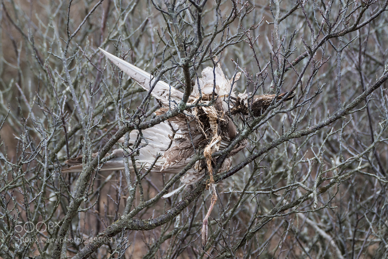 Fujifilm X-Pro2 sample photo. Tree death photography