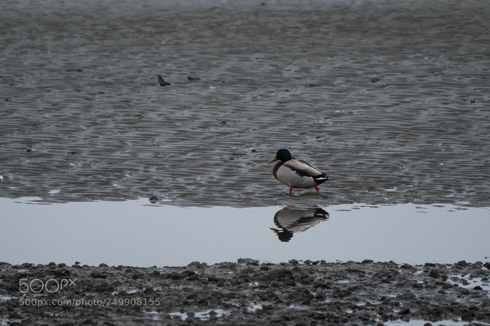 Fujifilm X-Pro2 sample photo. Walks like a duck photography