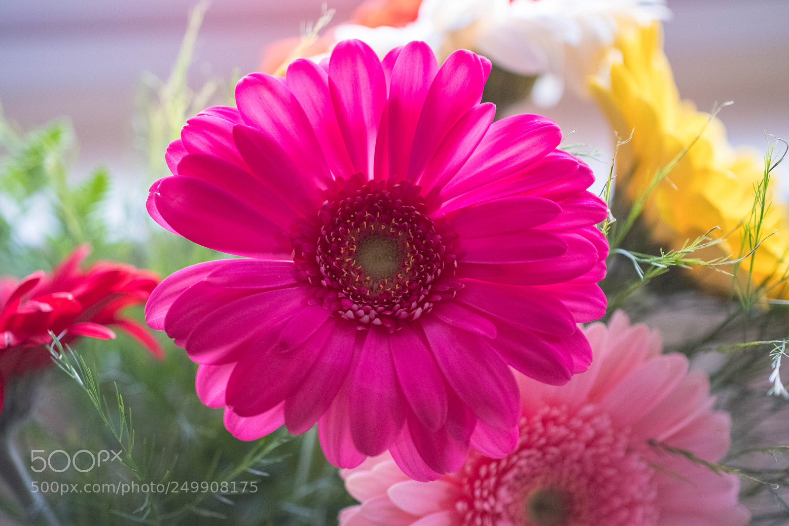 Fujifilm X-Pro2 sample photo. Pink flower photography