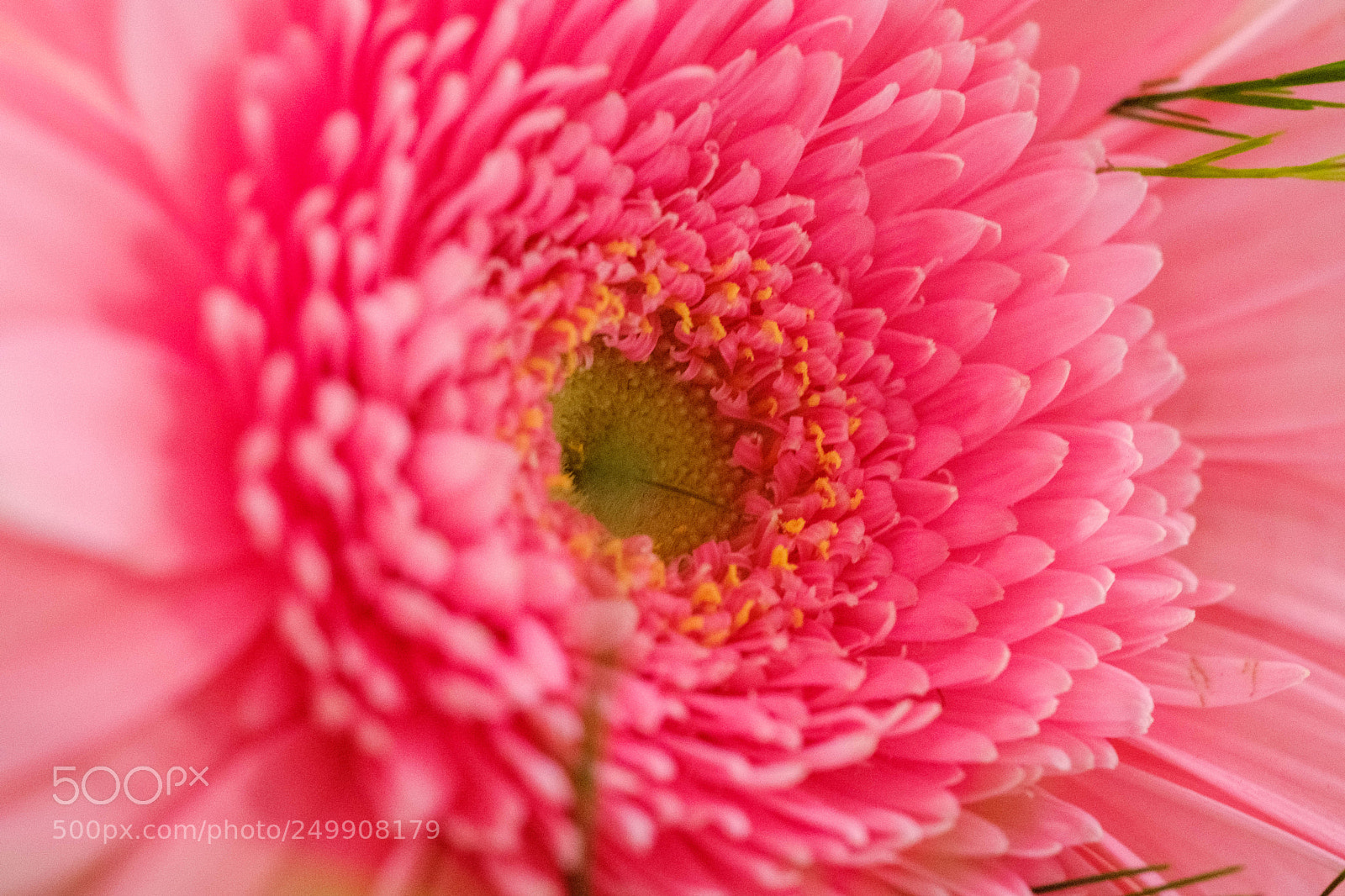 Fujifilm X-Pro2 sample photo. Salmon flower photography