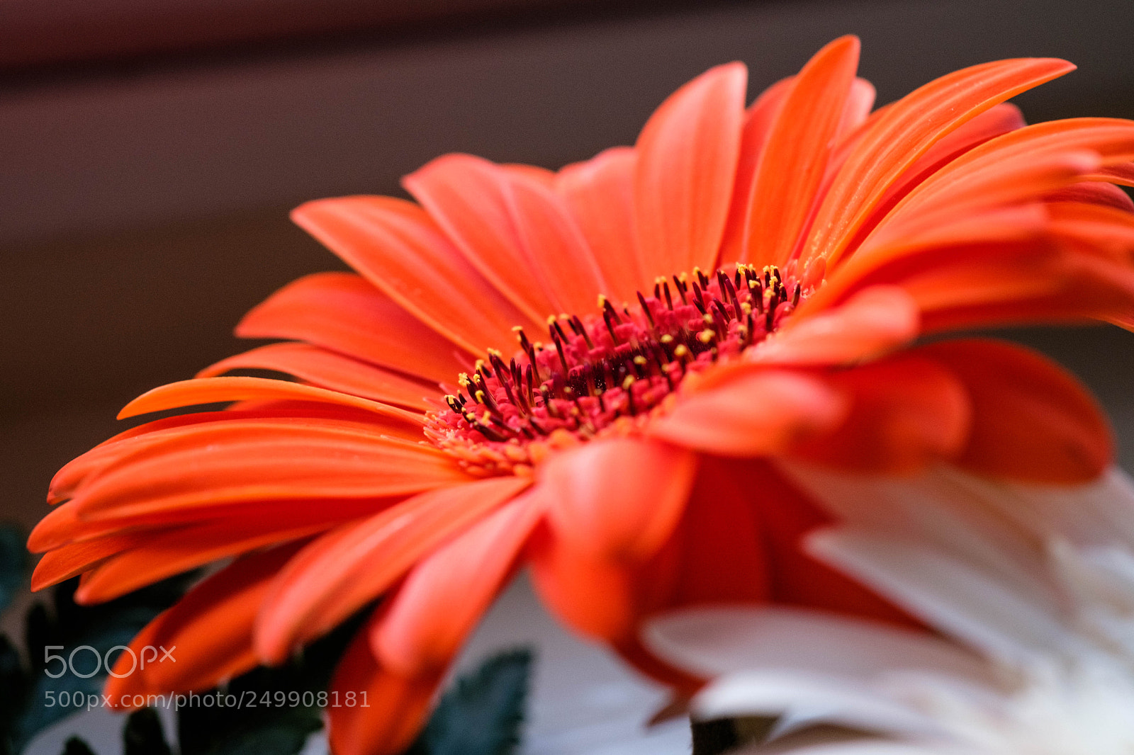Fujifilm X-Pro2 sample photo. Orange flower photography