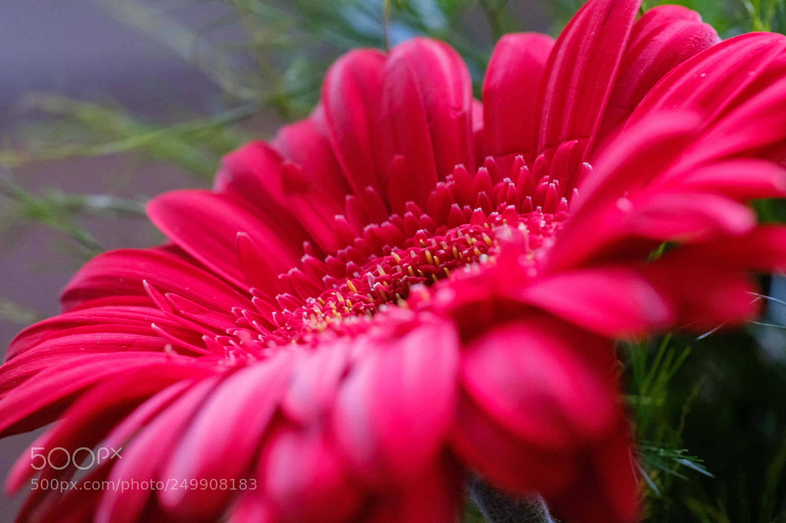 Fujifilm X-Pro2 sample photo. Pink profile flower photography