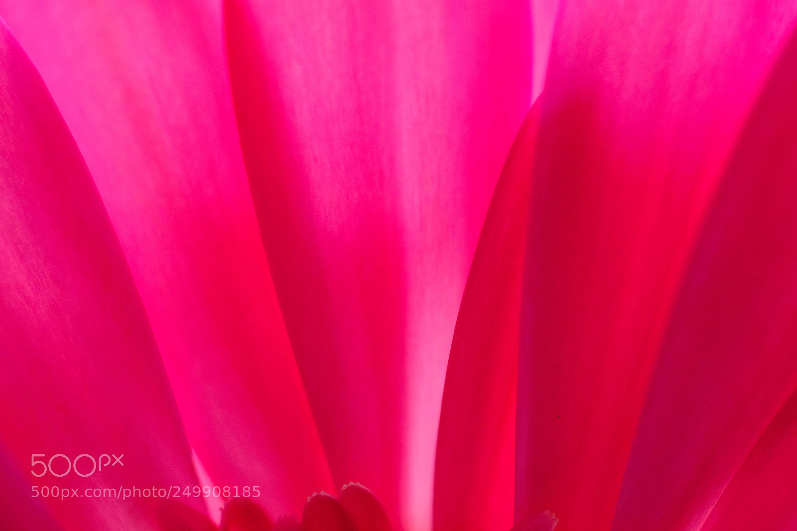 Fujifilm X-Pro2 sample photo. Pink petals photography