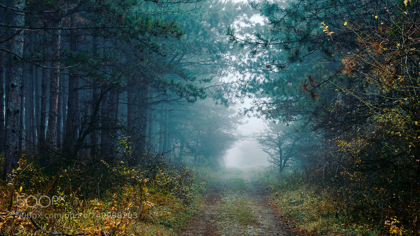 Nikon D7200 sample photo. Spooky forest 2 photography