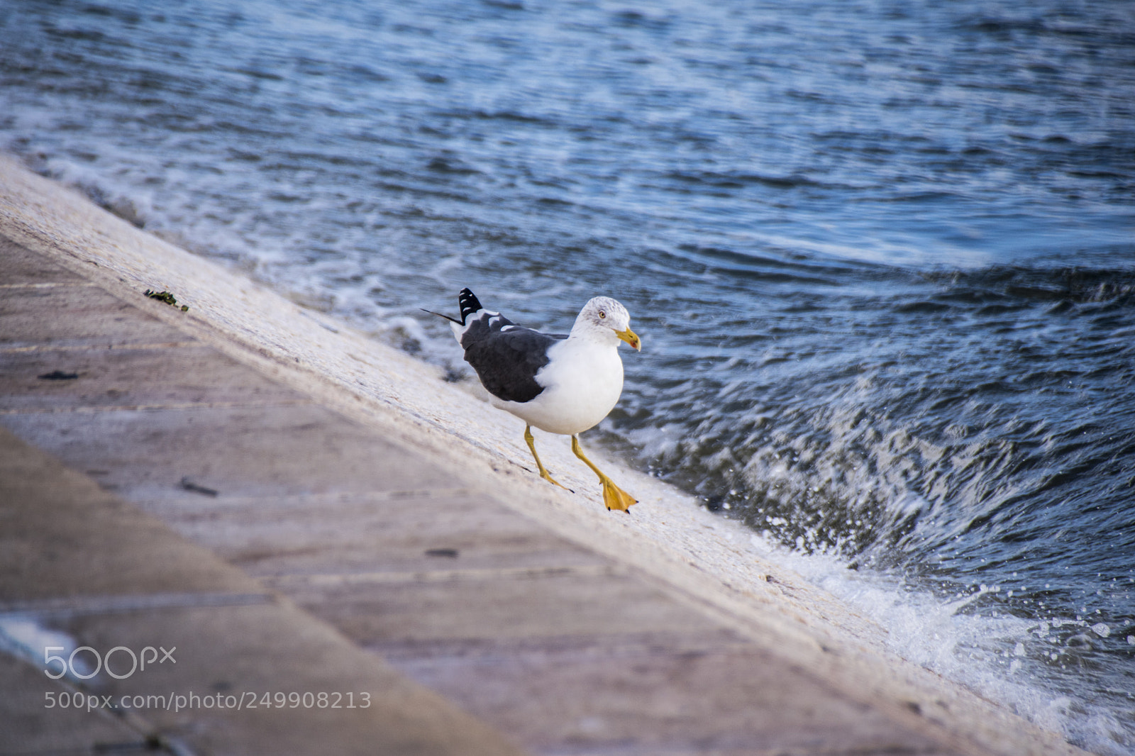 Nikon D5500 sample photo. Gull in trouble photography