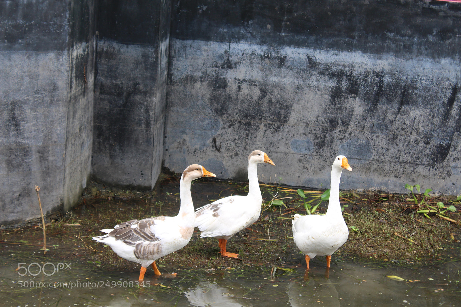 Canon EOS 700D (EOS Rebel T5i / EOS Kiss X7i) sample photo. Untitled photography