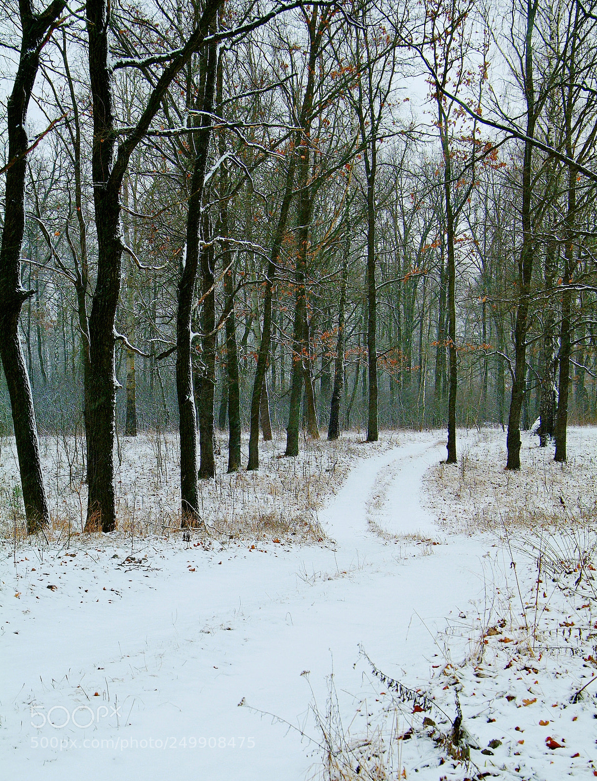 Fujifilm FinePix S3 Pro sample photo. Деревья,снег,дорога... photography