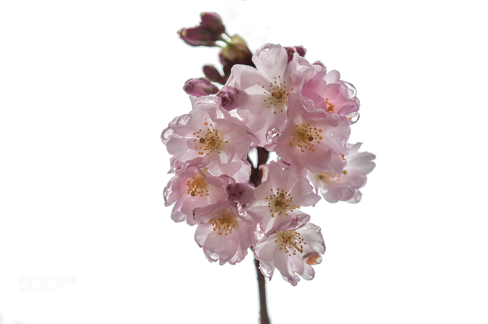 Nikon D300 sample photo. Printemps photography