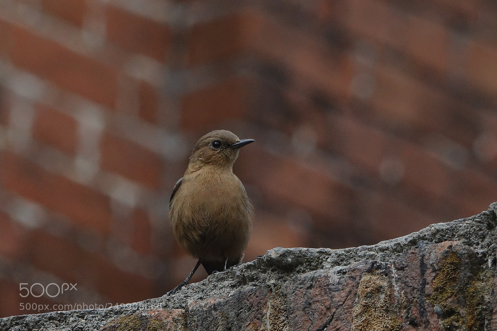 Sony Cyber-shot DSC-RX10 III sample photo. Brown rock chat photography