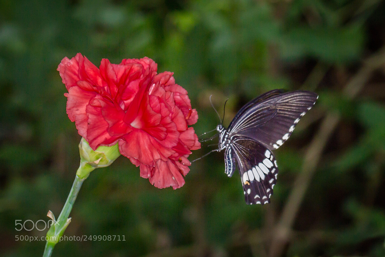 Canon EOS 700D (EOS Rebel T5i / EOS Kiss X7i) sample photo. Butterfly photography