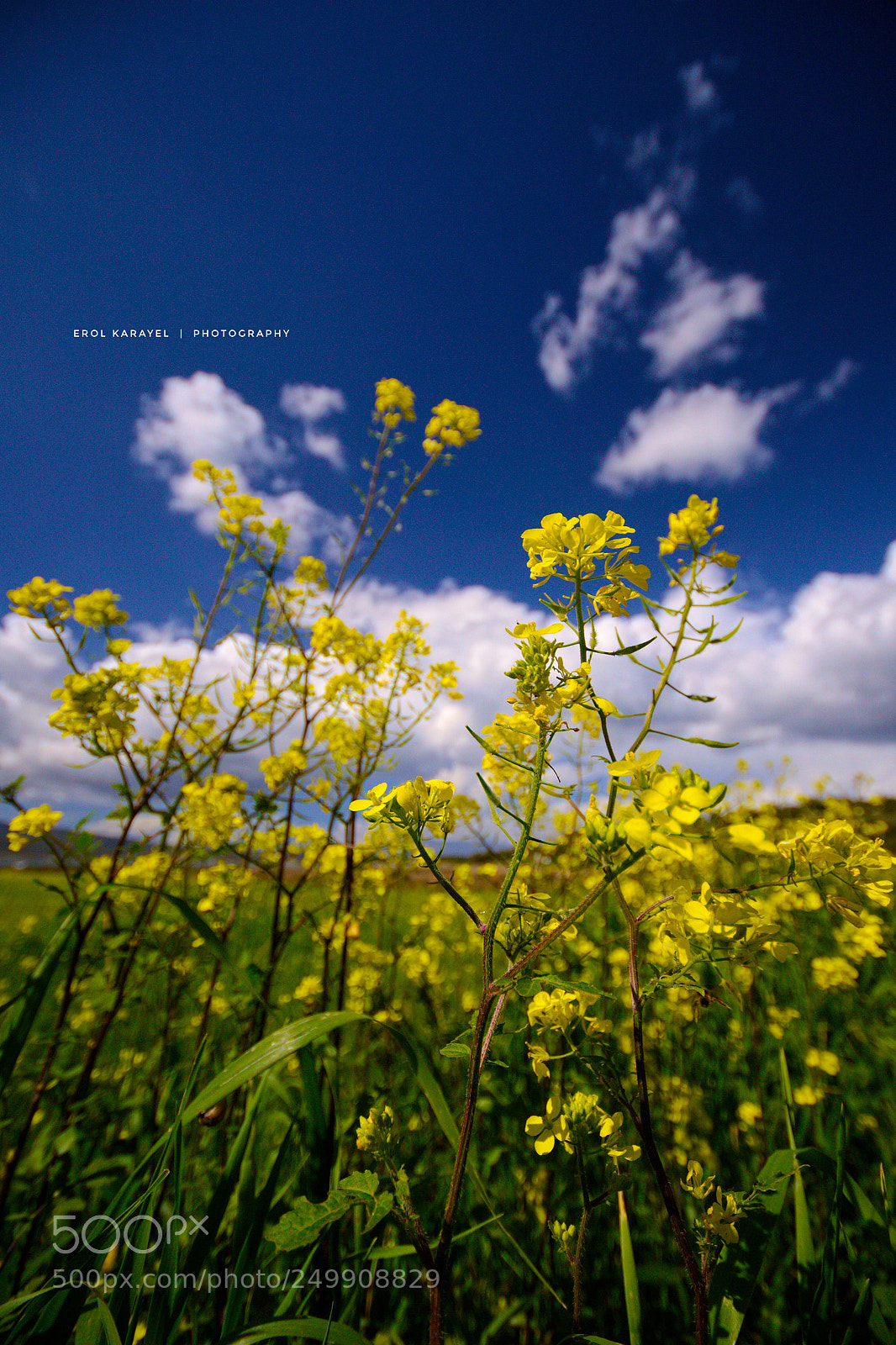 Nikon D3100 sample photo. Untitled photography