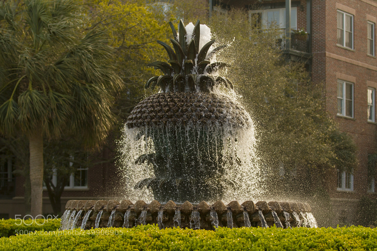 Canon EOS 7D sample photo. Pineapple photography