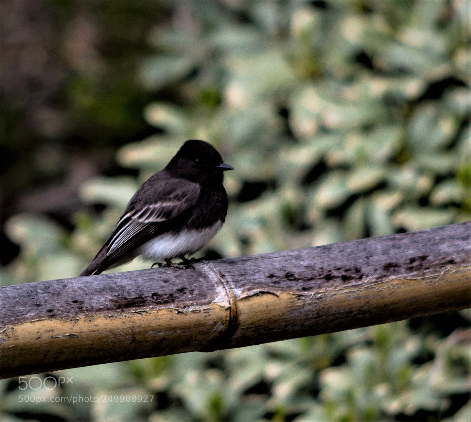 Pentax K-50 sample photo. Black phoebe 2 photography