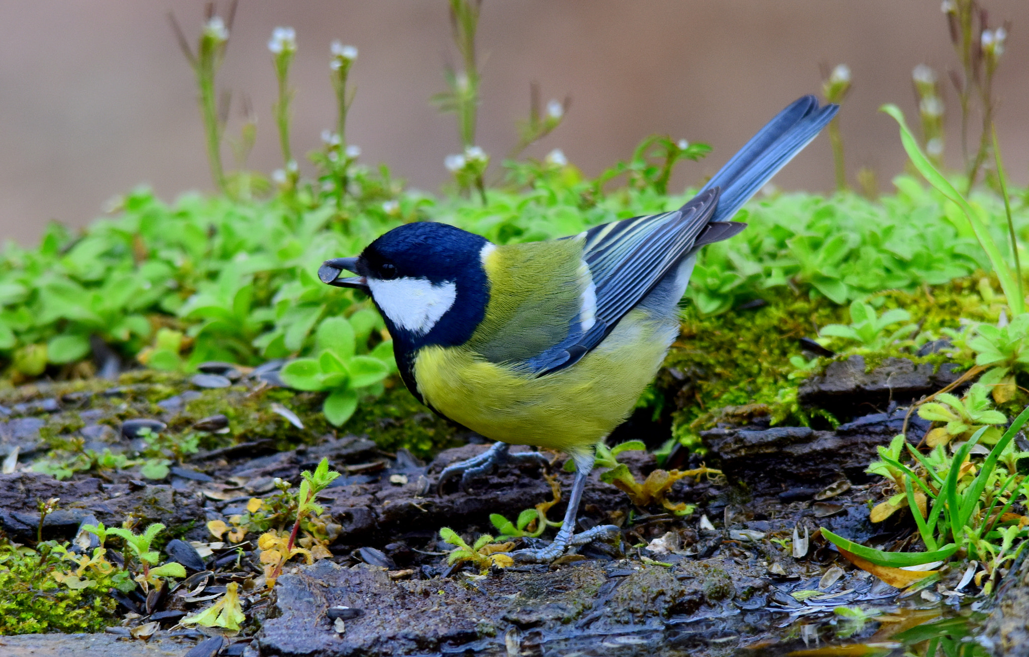 Sigma 150-500mm F5-6.3 DG OS HSM sample photo. Cinciallegra photography