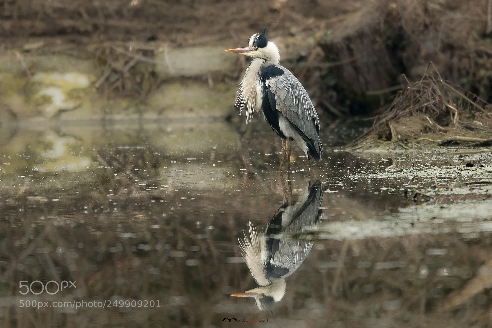 Nikon D5 sample photo. Punk gray heron photography