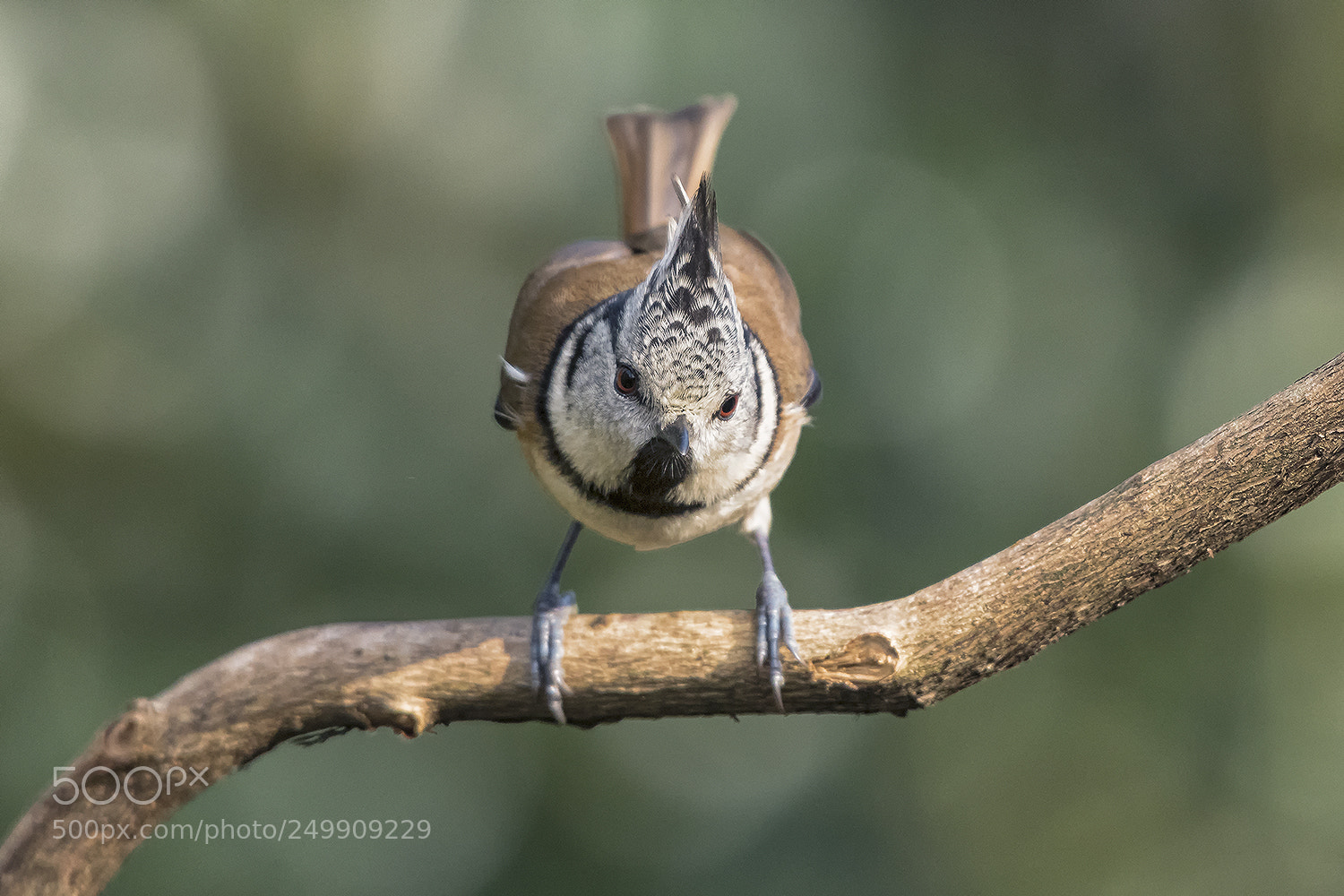 Nikon D500 sample photo. European crested tit photography