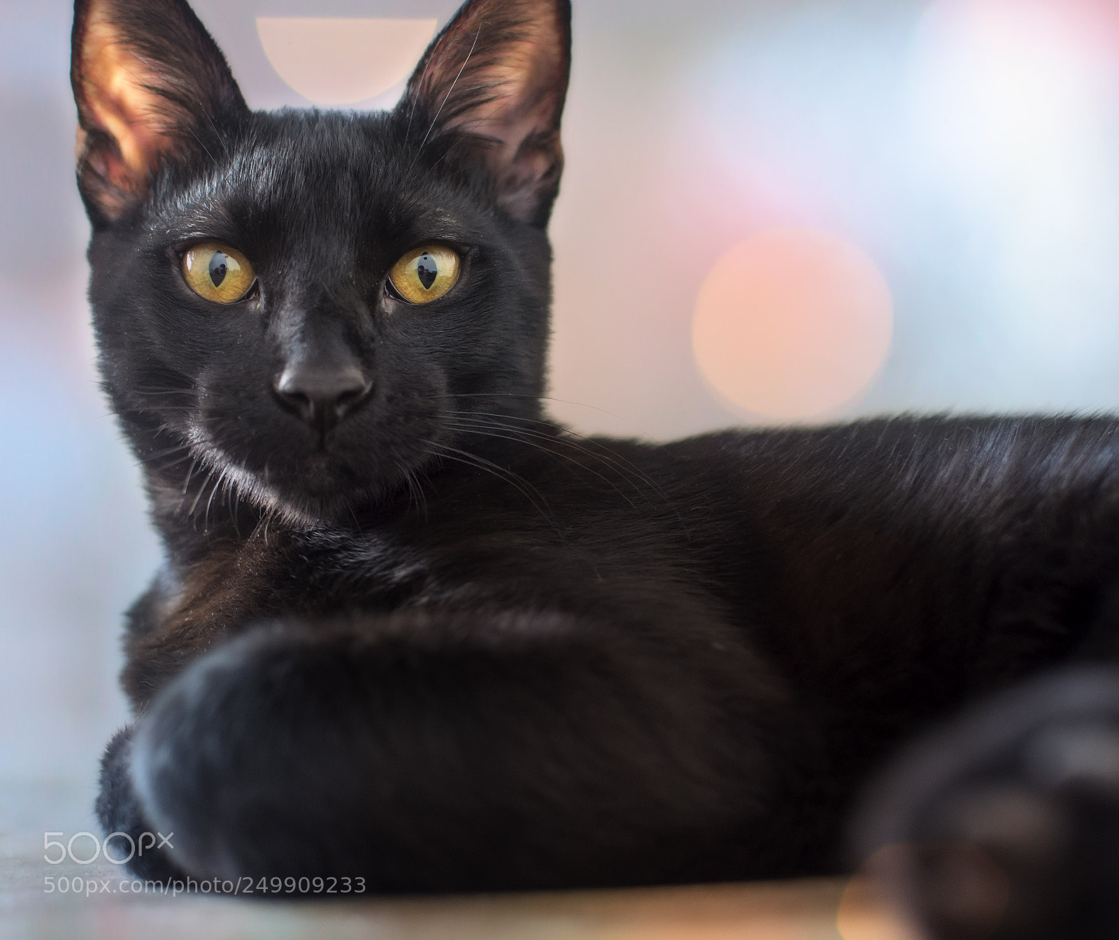 Nikon D5200 sample photo. Bokelo photography