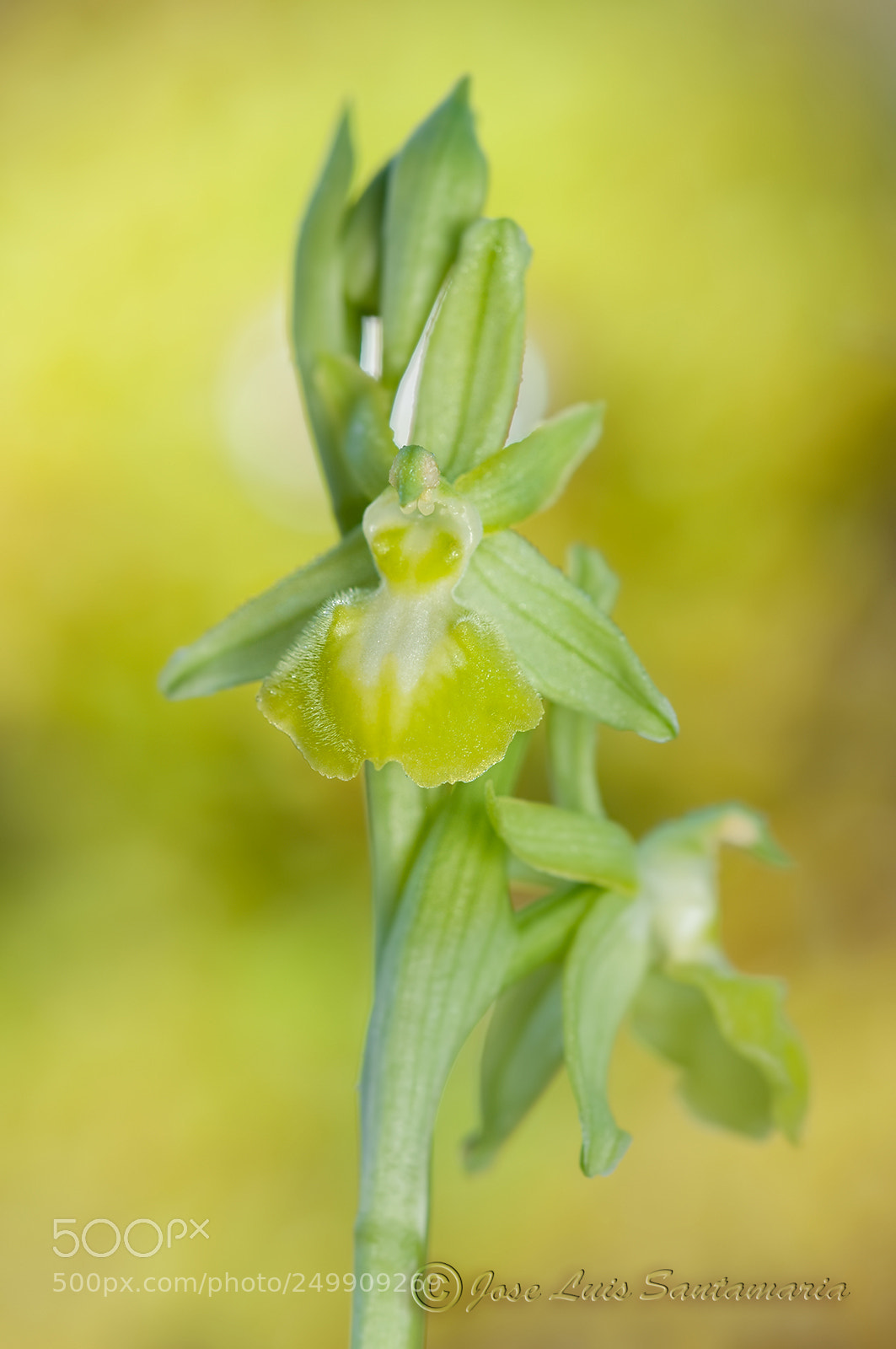 Nikon D300S sample photo. Hipocromatica - hypochromatic photography