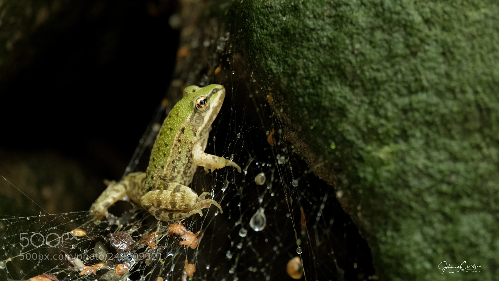 Fujifilm X-T20 sample photo. Frosch im garten photography