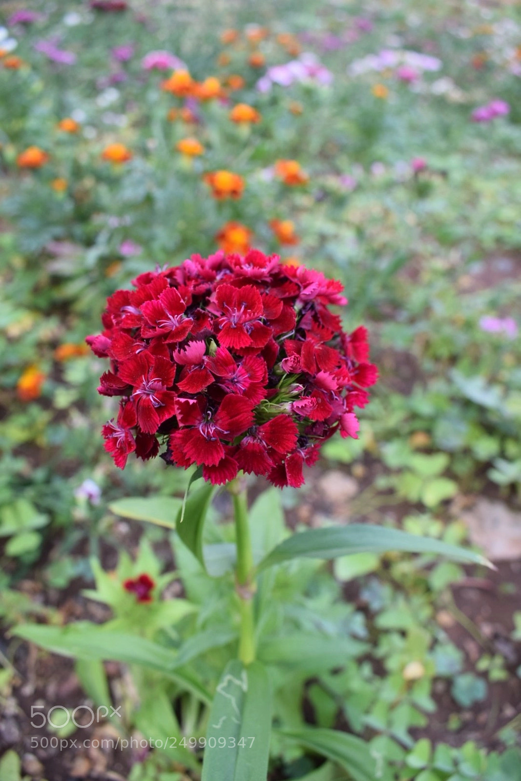 Nikon D5300 sample photo. N/a photography