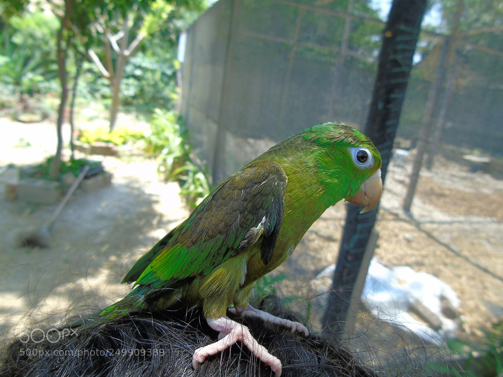 Sony Cyber-shot DSC-H400 sample photo. Loro photography