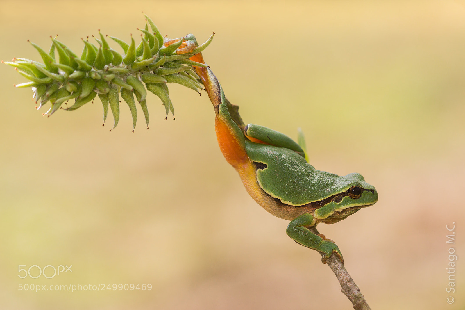 Sony SLT-A77 sample photo. Hyla arborea photography