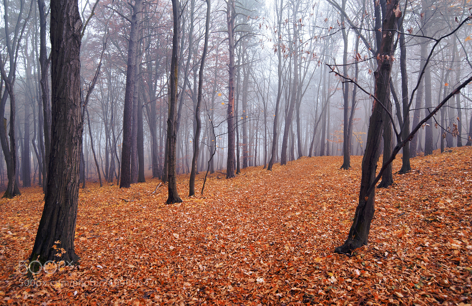 Nikon D700 sample photo. *** photography