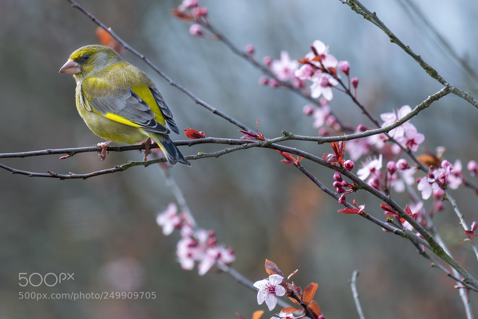 Nikon D5300 sample photo. Greenfinch and spring colors photography